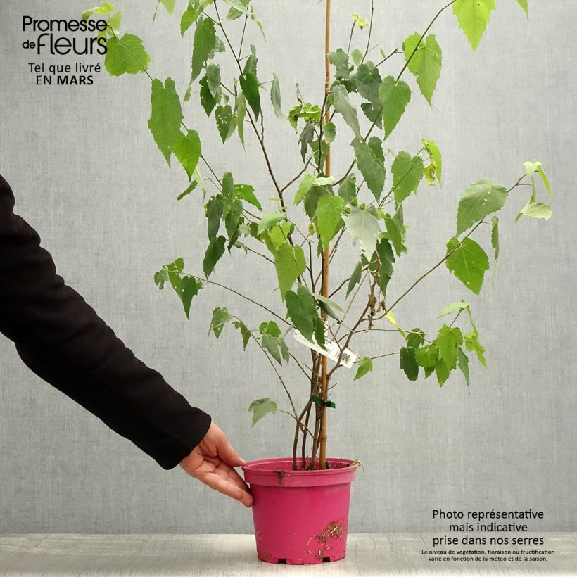 Example of Abutilon Pink Charm - Schönmalve Topf mit 3L/4L as you get in printemps