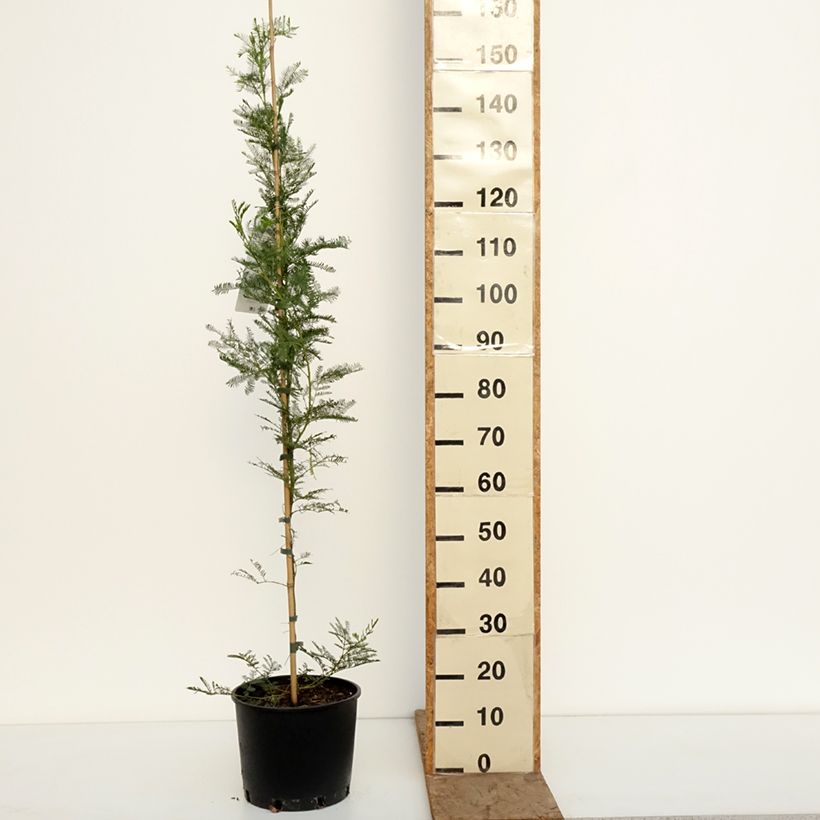 Exemplar von Acacia baileyana - Baileys Akazie Topf mit 7,5L/10L wie im Winter geliefert
