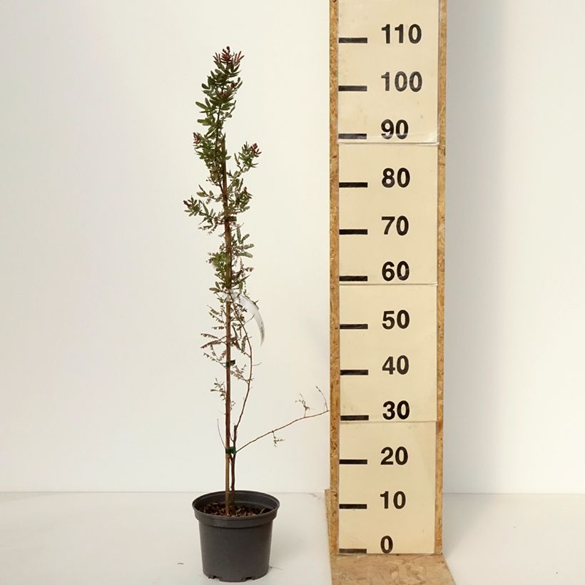 Example of Acacia baileyana Purpurea - Cootamundra-Akazie Topf mit 3L/4L as you get in printemps