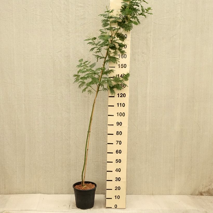 Exemplar von Acacia dealbata Gaulois Astier - Silber-Akazie Topf mit 7,5L/10L, Stämmchen wie im Herbst geliefert