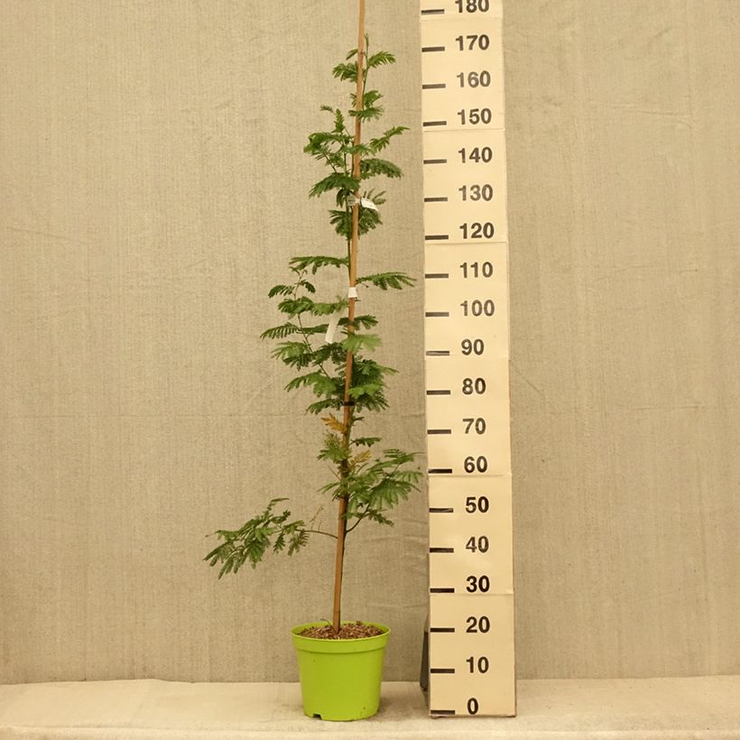 Exemplar von Acacia dealbata Gaulois Astier - Silber-Akazie Topf mit 7,5L/10L, Stämmchen wie im Sommer geliefert