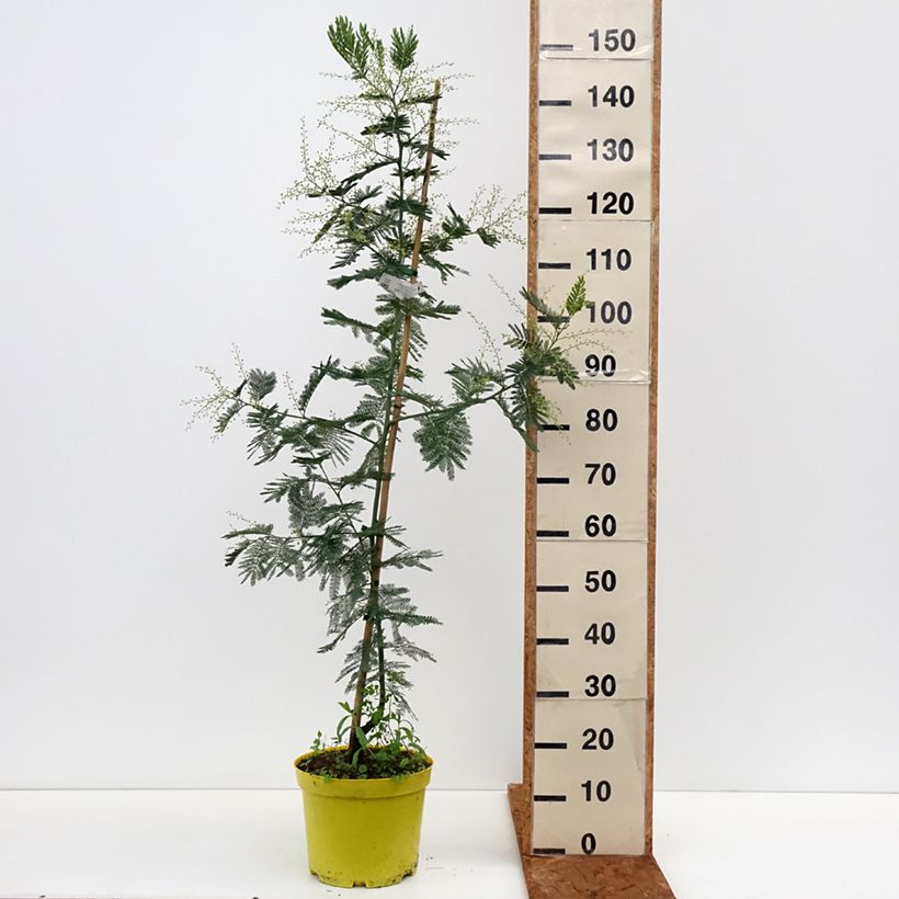 Example of Acacia dealbata Gaulois Astier - Silber-Akazie Topf mit 7,5L/10L, Stämmchen as you get in hiver