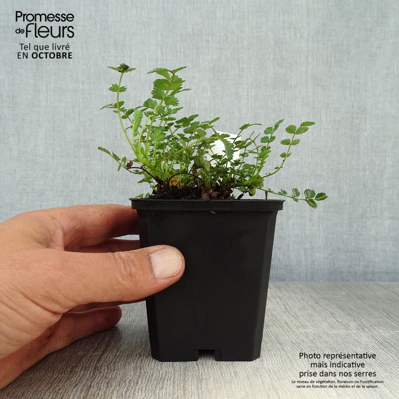 Exemplar von Acaena microphylla - Stachelnüßchen Kleine Töpfe von 8/9 cm wie im Herbst geliefert