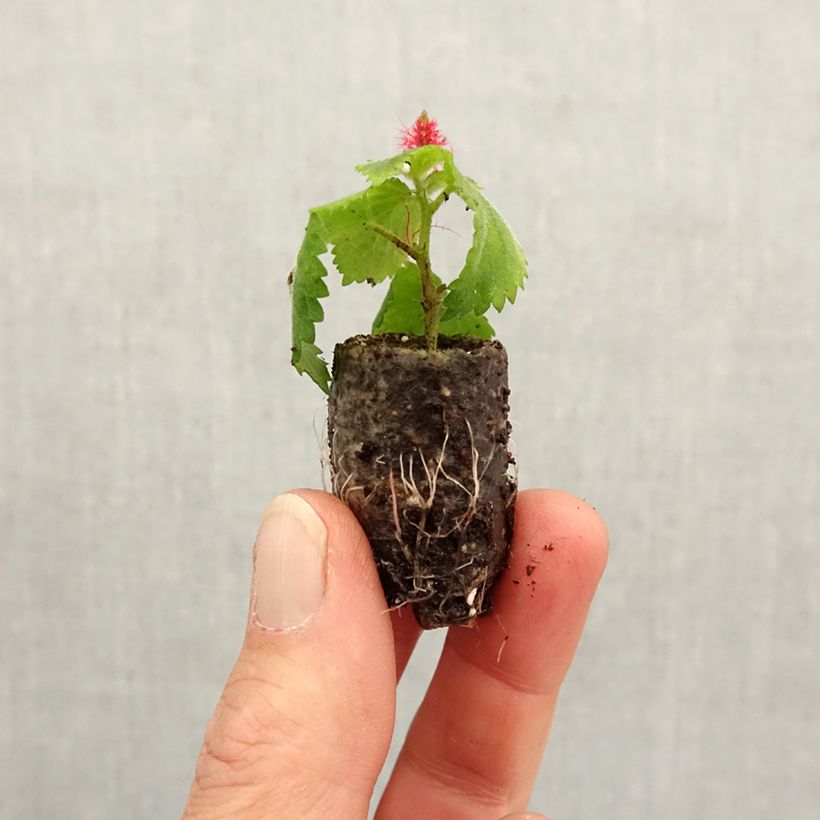 Exemplar von Acalypha pendula Foxie - Katzenschwanz Mini-Plug Ø 1,5/2,5 cm wie im Frühjahr geliefert