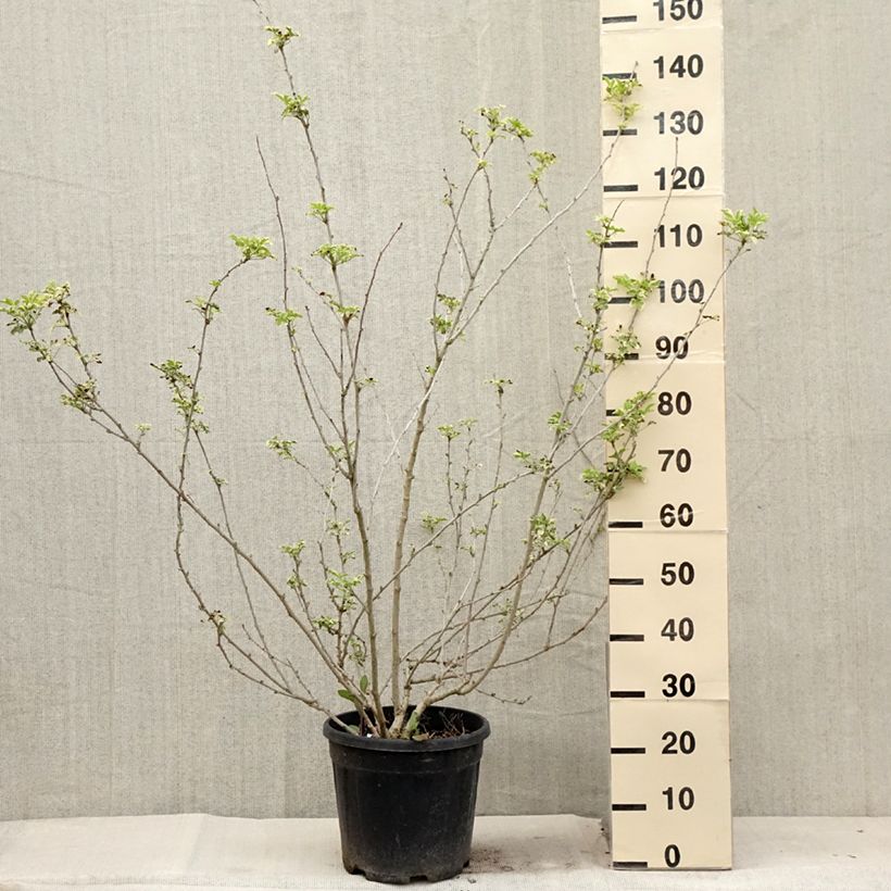 Exemplar von Acanthopanax sieboldii Variegatus Topf mit 12L/15L wie im Sommer geliefert