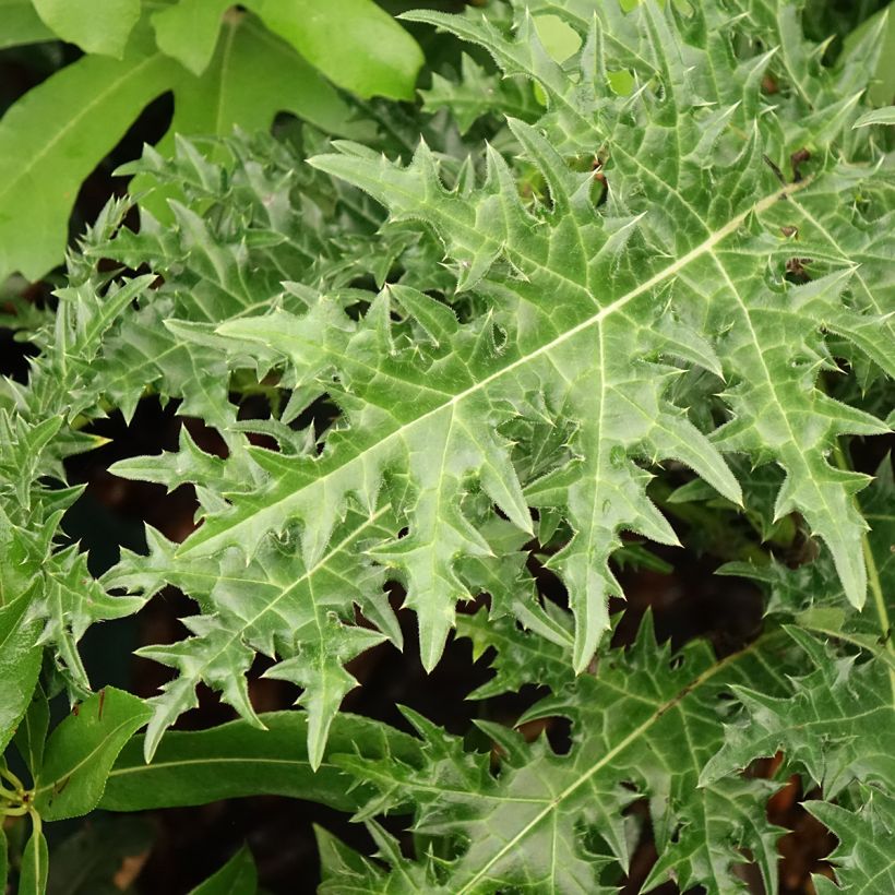 Acanthus hirsutus subsp. syriacus - Syrischer Bärenklau (Laub)