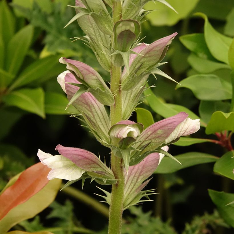 Acanthus hirsutus subsp. syriacus - Syrischer Bärenklau (Blüte)