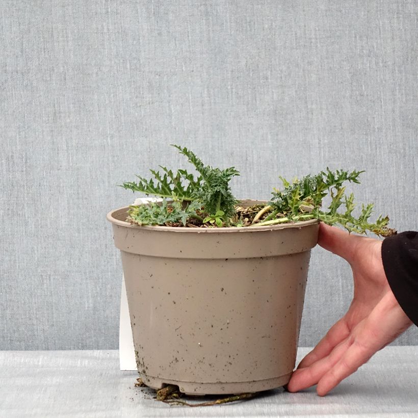 Exemplar von Acanthus hirsutus subsp. syriacus - Acanthe Pot de 4L/5L wie im Winter geliefert