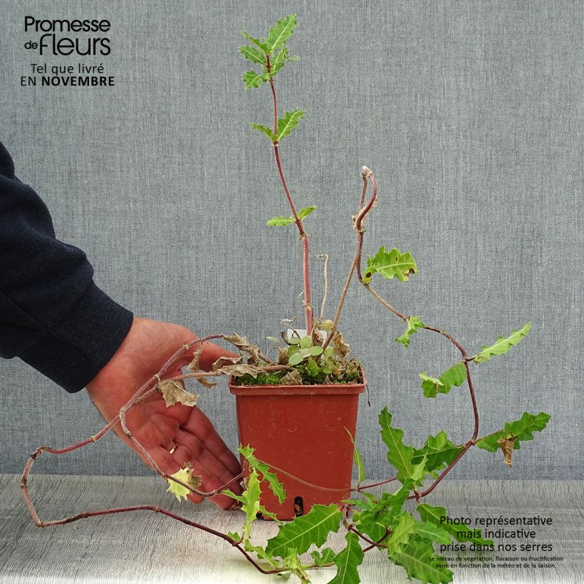 Exemplar von Acanthus sennii - Acanthe Pot de 1L/1,5L wie im Herbst geliefert