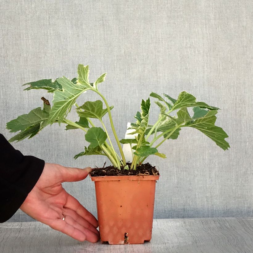 Exemplar von Acanthus mollis Whitewater - Weicher Akanthus Topf mit 1L/1,5L wie im Herbst geliefert