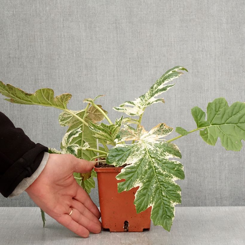 Example of Acanthus mollis Whitewater - Weicher Akanthus Topf mit 1L/1,5L as you get in printemps