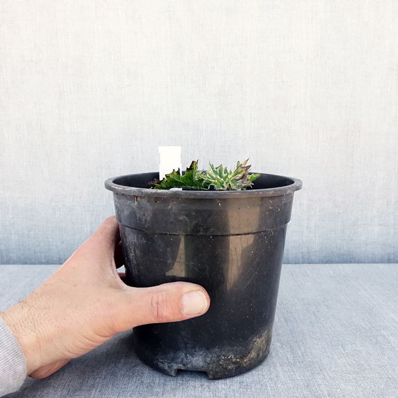 Example of Acanthus mollis Whitewater - Weicher Akanthus Topf mit 2L/3L as you get in printemps