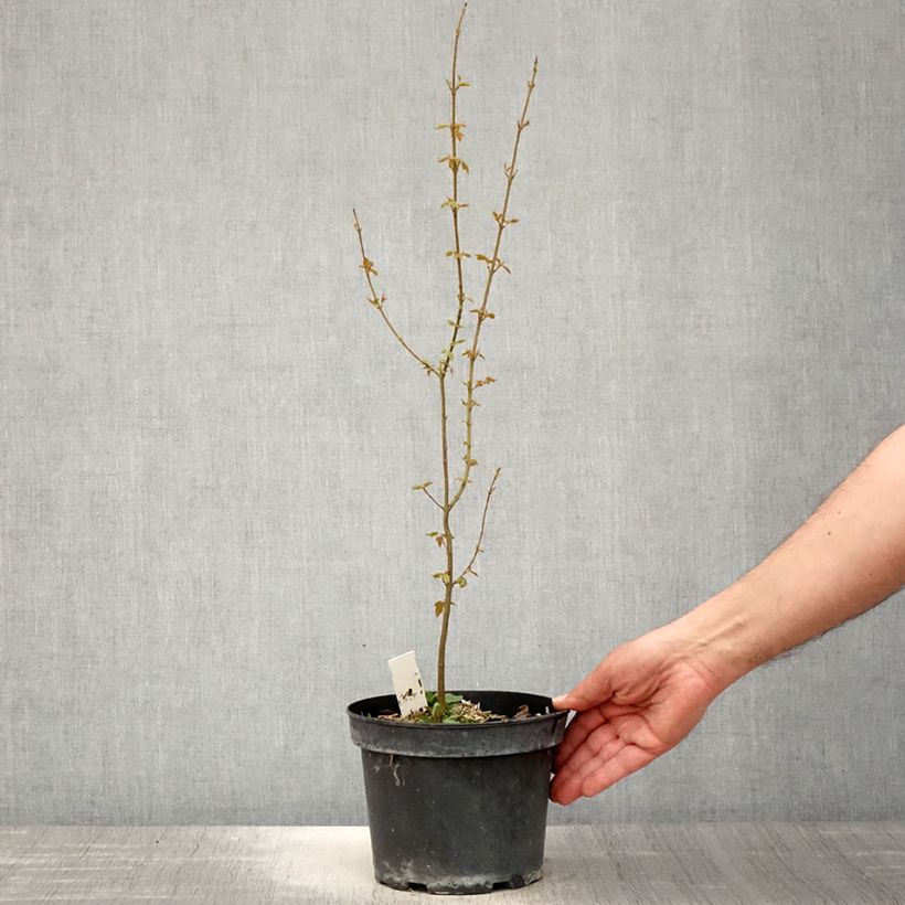 Example of Dreispitz-Ahorn - Acer buergerianum Topf mit 2L/3L as you get in printemps