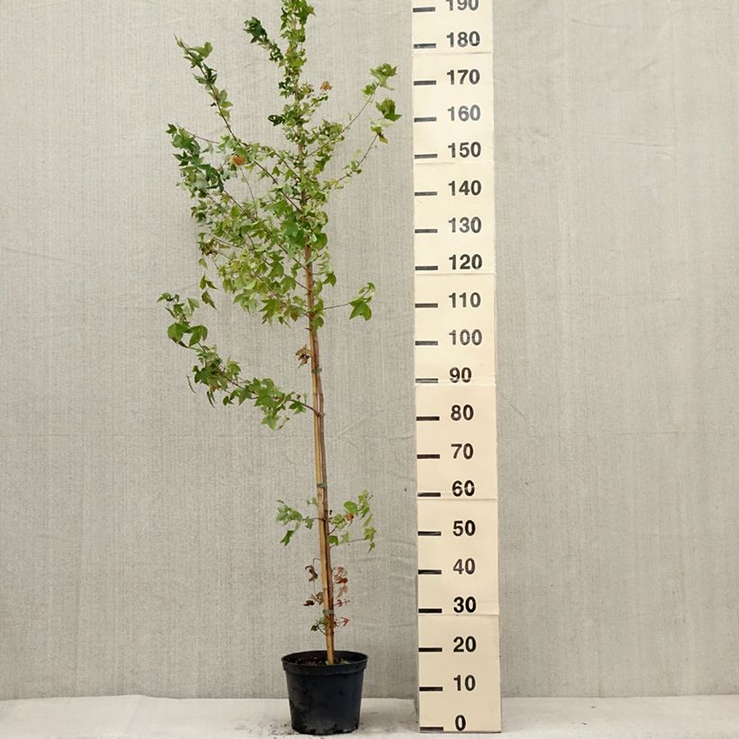 Exemplar von Dreispitz-Ahorn - Acer buergerianum Topf mit 4L/5L wie im Sommer geliefert