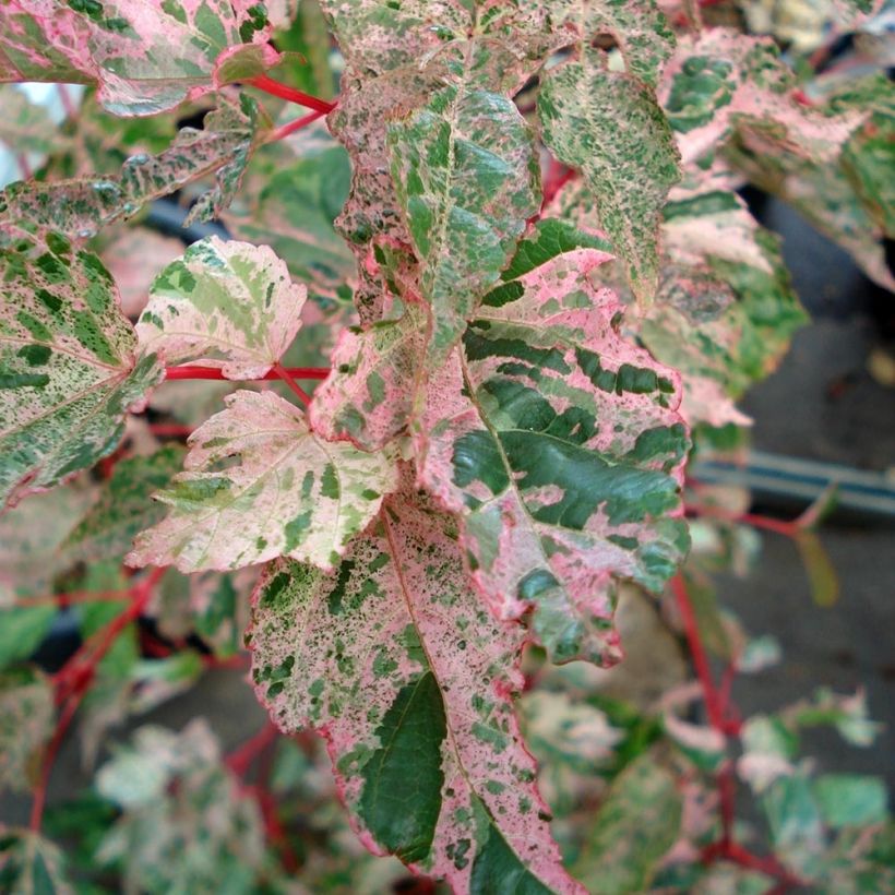 Strauchahorn Red Flamingo - Acer conspicuum (Foliage)