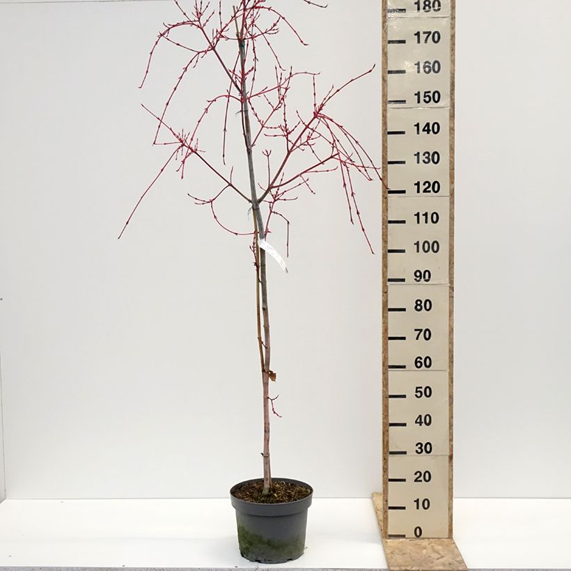 Exemplar von Strauchahorn Red Flamingo - Acer conspicuum Topf mit 7,5L/10L wie im Winter geliefert