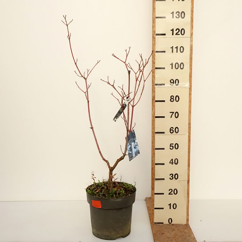 Exemplar von Strauchahorn Silver Vein - Acer conspicuum Topf mit 12L/15L wie im Herbst geliefert