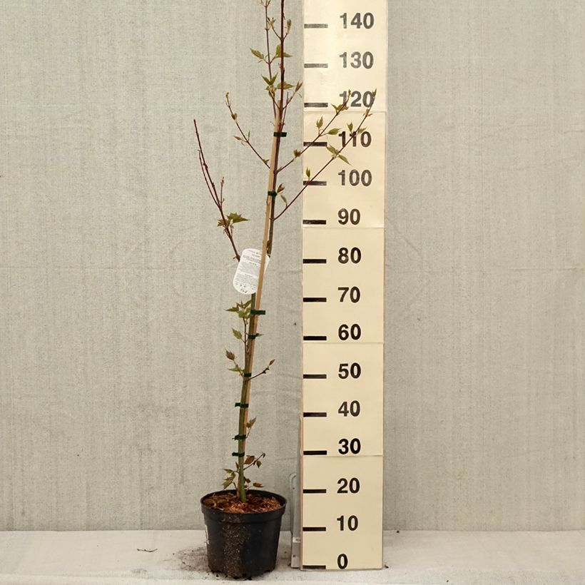 Exemplar von Schlangenhautahorn - Acer davidii Topf mit 4L/5L wie im Frühjahr geliefert