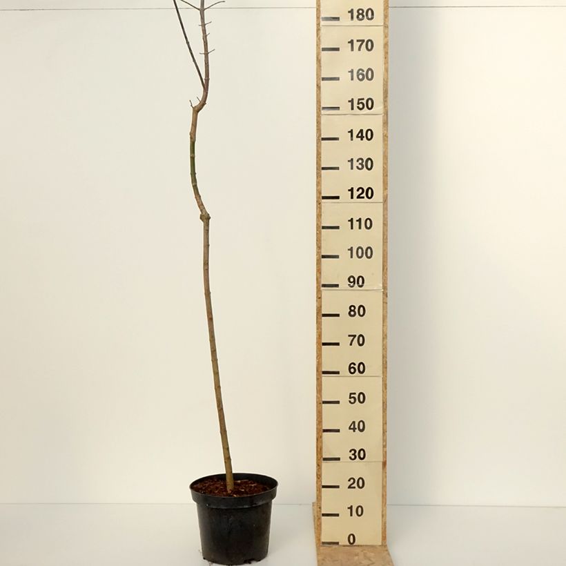 Exemplar von Eschen-Ahorn Auratum - Acer negundo Topf mit 7,5L/10L, Stamm wie im Winter geliefert