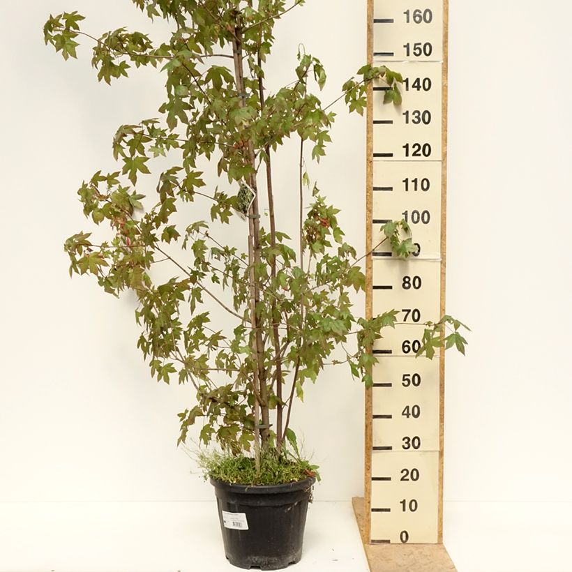 Example of Eschen-Ahorn Auratum - Acer negundo Topf mit 7,5L/10L, Stamm as you get in printemps