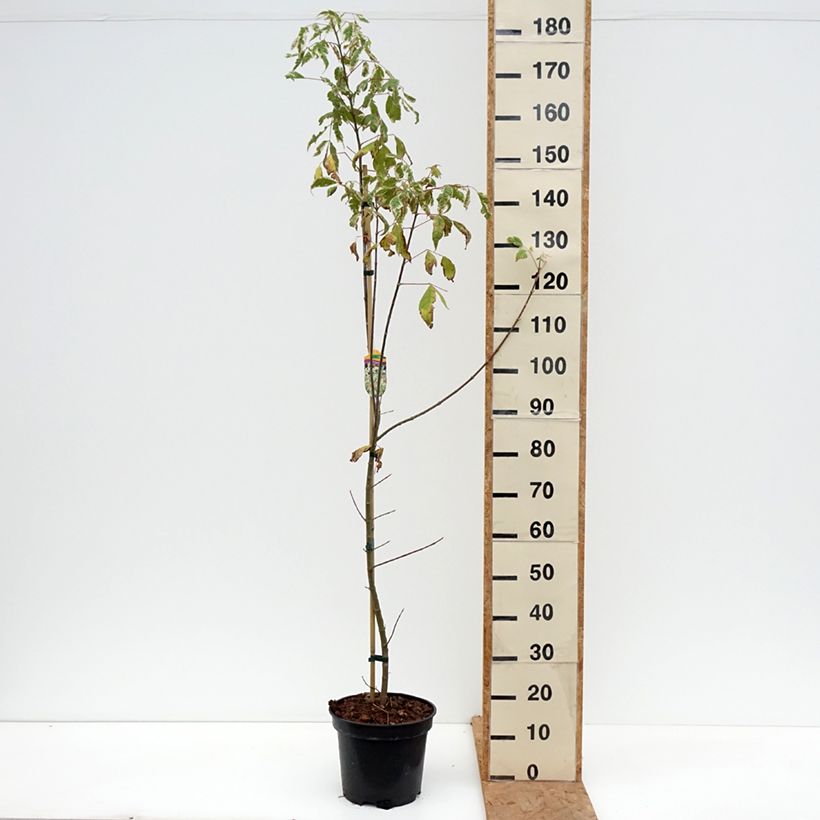 Exemplar von Eschen-Ahorn Flamingo - Acer negundo Topf mit 7,5L/10L wie im Herbst geliefert