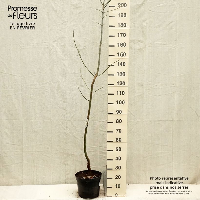 Exemplar von Eschen-Ahorn Variegatum - Acer negundo Topf mit 7,5L/10L wie im Winter geliefert