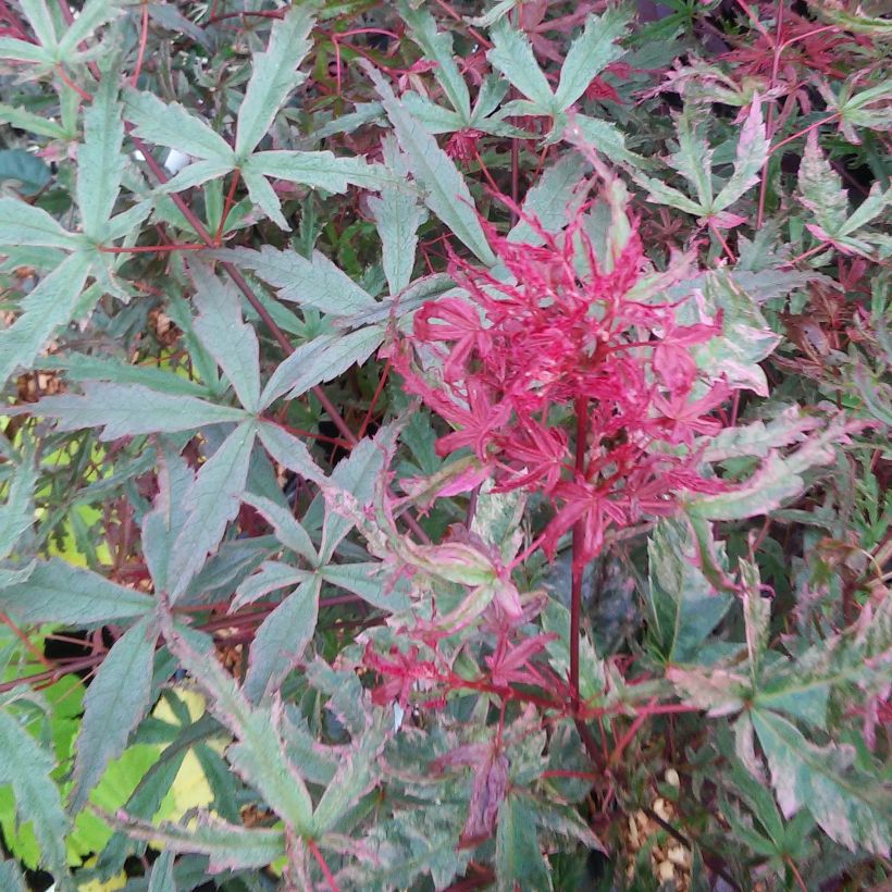 Fächerahorn Beni Komachi - Acer palmatum (Foliage)
