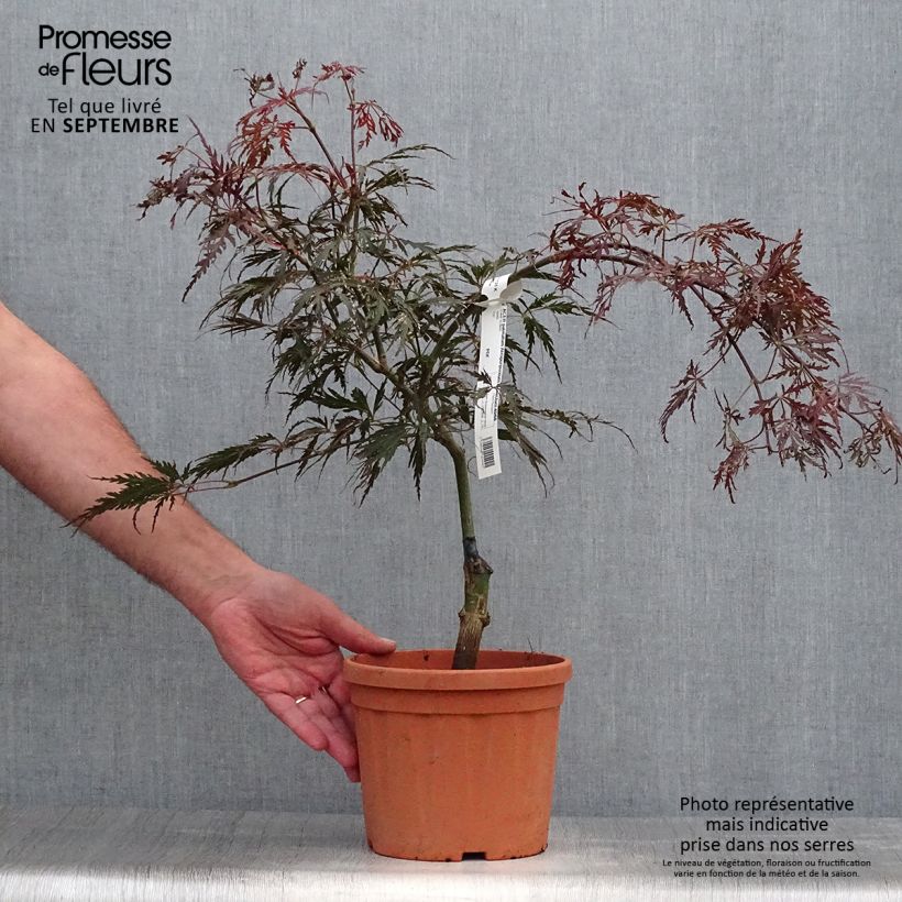 Exemplar von Fächerahorn Dissectum Atropurpureum - Acer palmatum Topf mit 3L/4L wie im Herbst geliefert