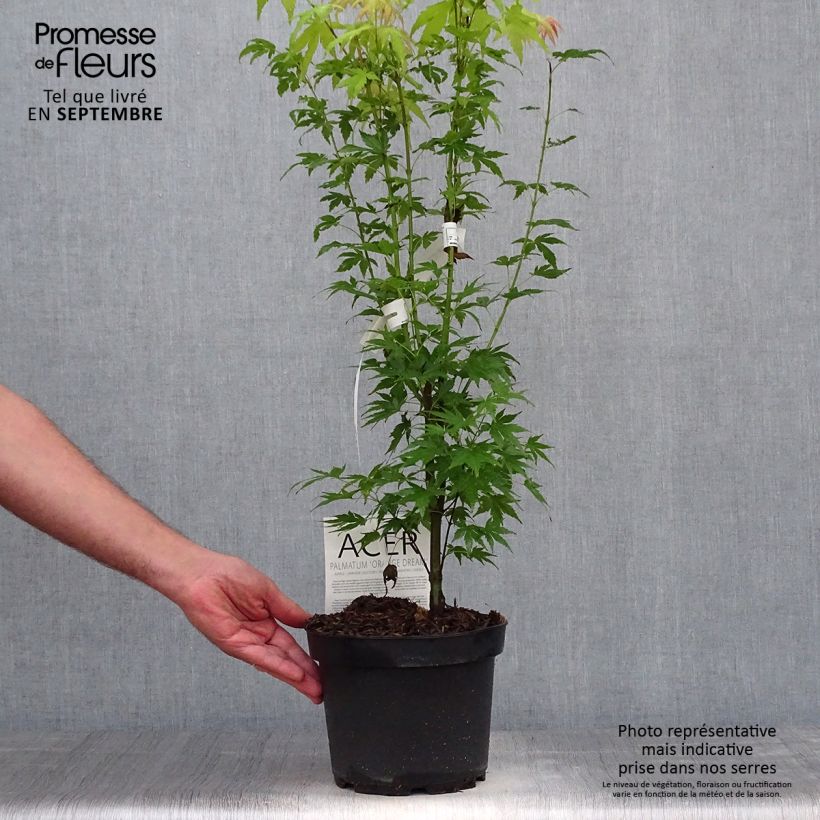 Exemplar von Fächerahorn Orange Dream - Acer palmatum Topf mit 3L/4L wie im Herbst geliefert