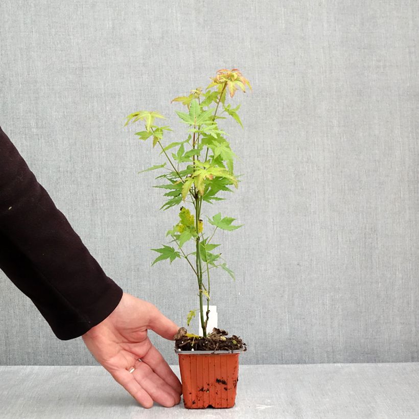 Exemplar von Fächerahorn Orange Dream - Acer palmatum Kleine Töpfe von 8/9 cm wie im Herbst geliefert
