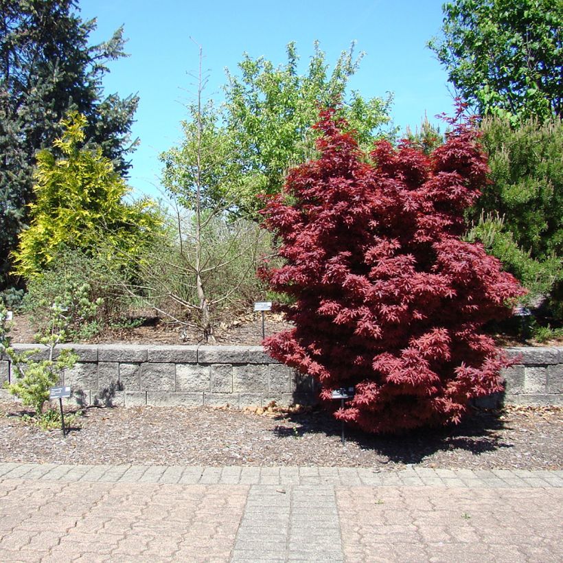 Fächerahorn Twomblys Red Sentinel - Acer palmatum (Wuchs)