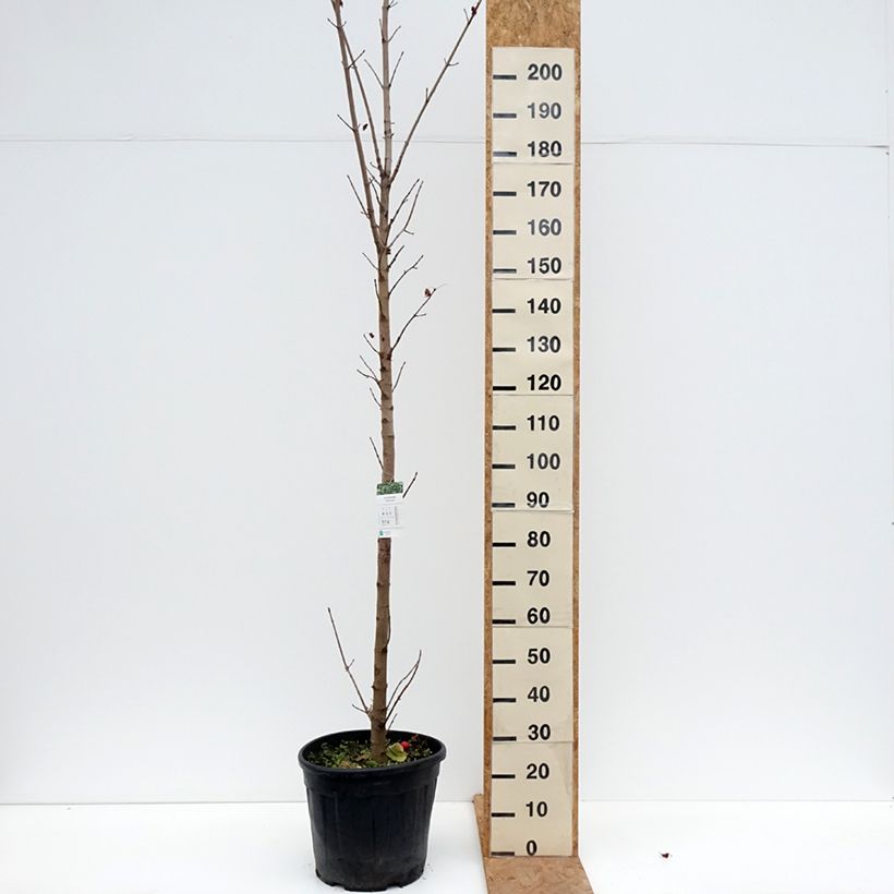 Exemplar von Spitz-Ahorn Columnare - Acer platanoides Topf mit 20L/25L, Stamm wie im Herbst geliefert
