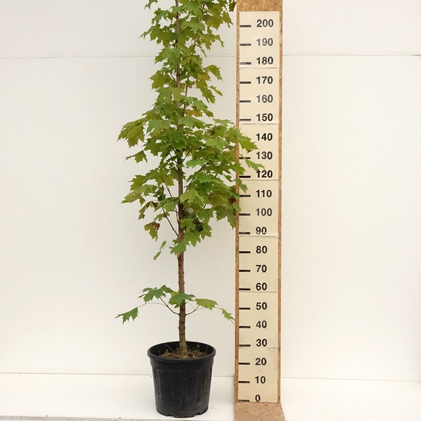 Exemplar von Spitz-Ahorn Columnare - Acer platanoides Topf mit 20L/25L, Stamm wie im Sommer geliefert
