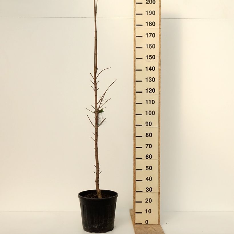 Exemplar von Acer platanoides Columnare - Érable plane Pot de 20L/25L, Tige, Tige 6/8 wie im Winter geliefert