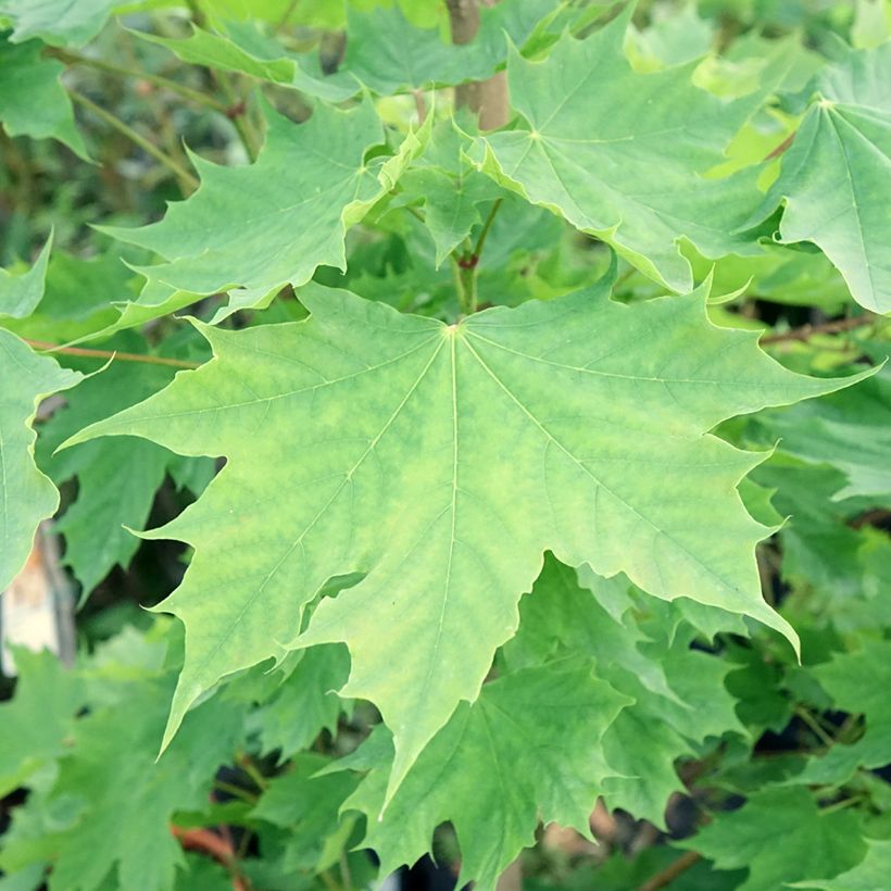Spitz-Ahorn Columnare - Acer platanoides (Foliage)