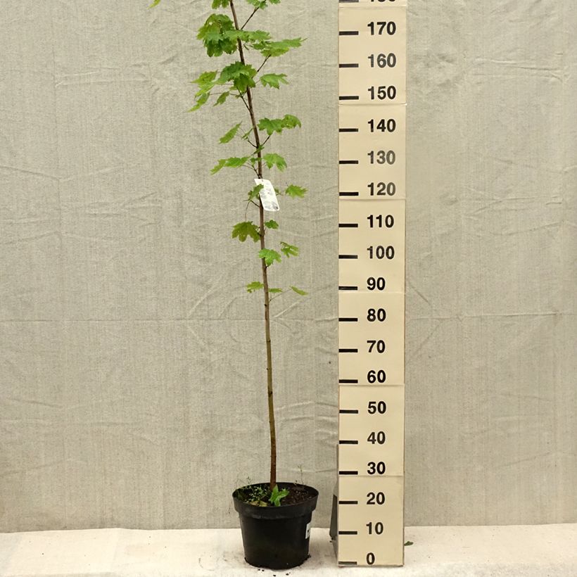 Exemplar von Spitz-Ahorn - Acer platanoides Topf mit 7,5L/10L wie im Sommer geliefert