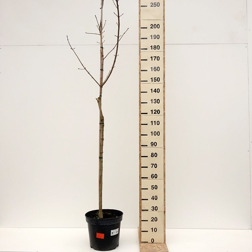 Exemplar von Acer platanoides Maculatum - Erable plane Pot de 12L/15L, Tige wie im Winter geliefert