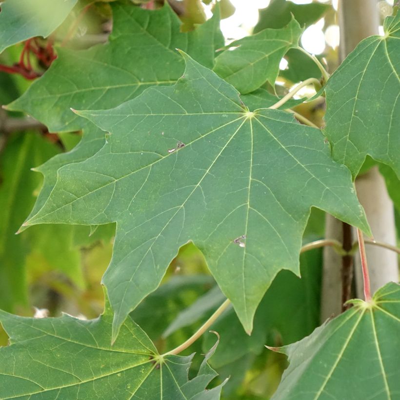 Spitz-Ahorn Maculatum - Acer platanoides (Laub)