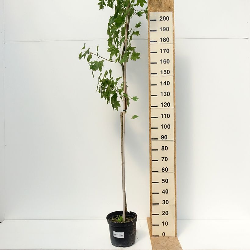 Exemplar von Spitz-Ahorn Maculatum - Acer platanoides Topf mit 12L/15L, Stamm wie im Sommer geliefert
