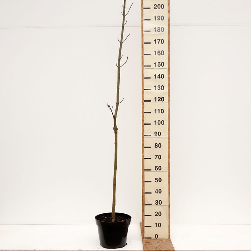 Exemplar von Spitz-Ahorn Marylka Beskid - Acer platanoides Topf mit 12L/15L, Stamm wie im Winter geliefert