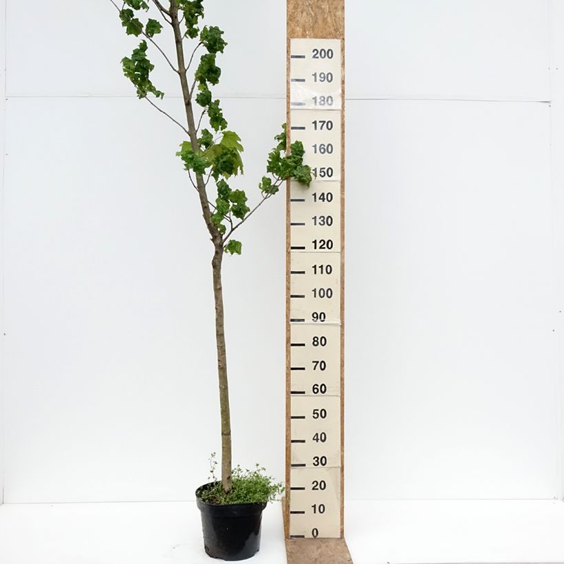 Exemplar von Spitz-Ahorn Marylka Beskid - Acer platanoides Topf mit 12L/15L, Stamm wie im Frühjahr geliefert