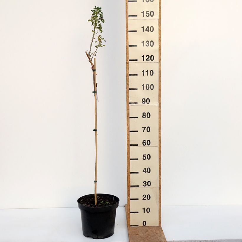 Exemplar von Spitz-Ahorn Novush - Acer platanoides Topf mit 7,5L/10L, Stamm wie im Herbst geliefert