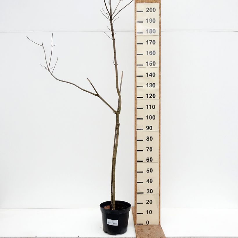 Example of Spitz-Ahorn Oregon Pride - Acer platanoides Topf mit 7,5L/10L, Stamm as you get in hiver