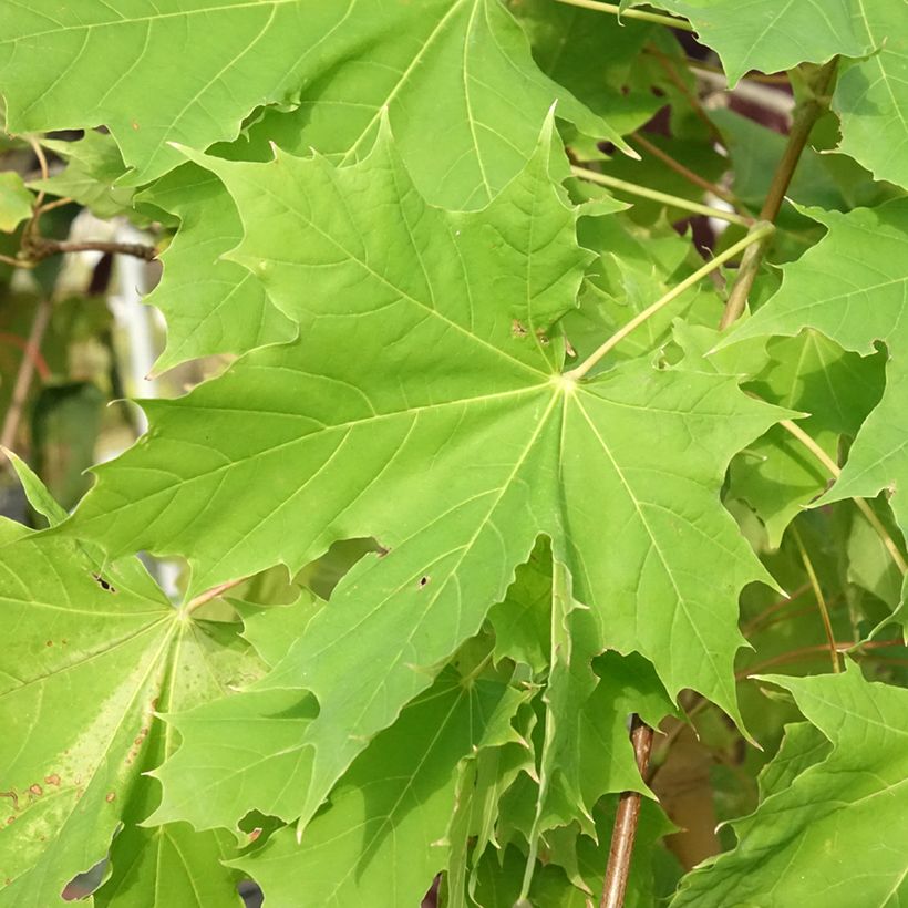 Spitz-Ahorn Prigo Princeton Gold - Acer platanoides (Foliage)