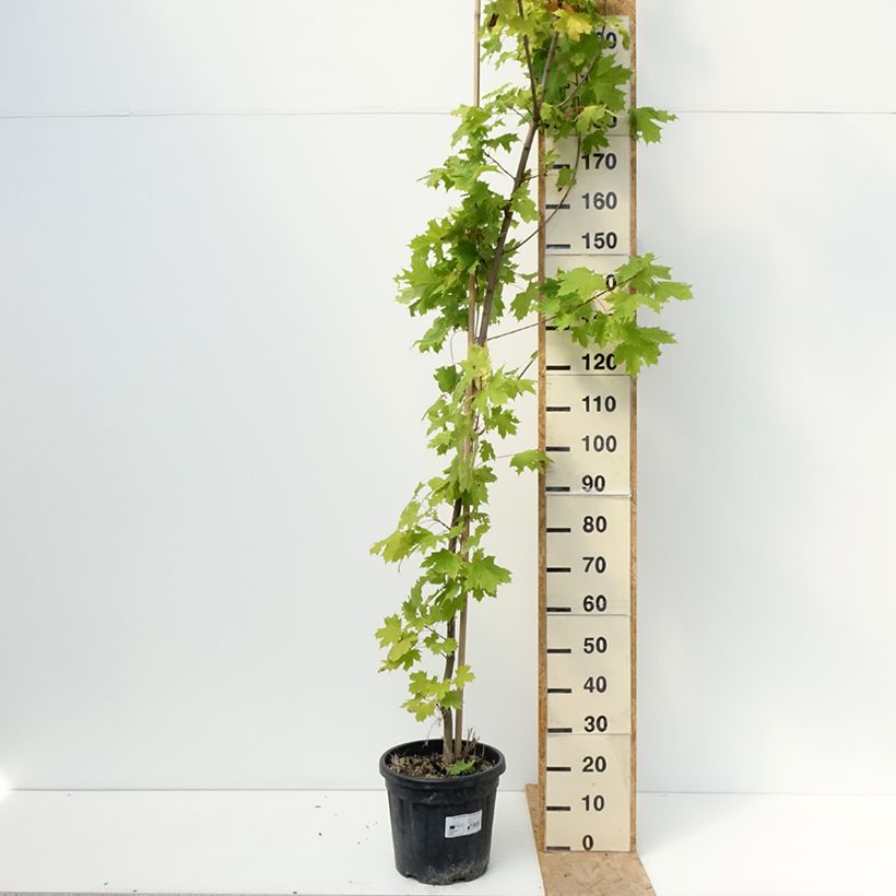 Exemplar von Spitz-Ahorn Prigo Princeton Gold - Acer platanoides Topf mit 20L/25L, Stamm wie im Sommer geliefert