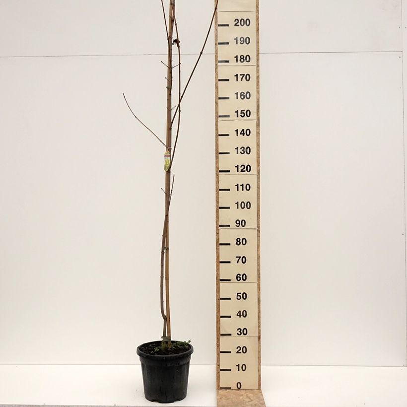 Exemplar von Spitz-Ahorn Prigo Princeton Gold - Acer platanoides Topf mit 20L/25L, Stamm wie im Winter geliefert