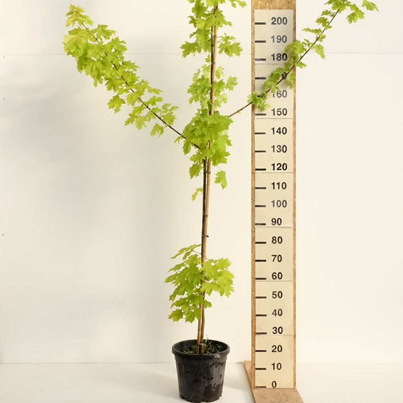 Example of Spitz-Ahorn Prigo Princeton Gold - Acer platanoides Topf mit 20L/25L, Stamm as you get in printemps