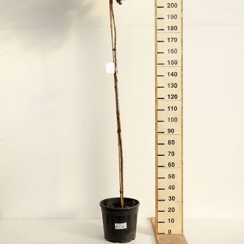 Exemplar von Spitz-Ahorn Purple Globe - Acer platanoides Topf mit 20L/25L, Hochstamm wie im Frühjahr geliefert