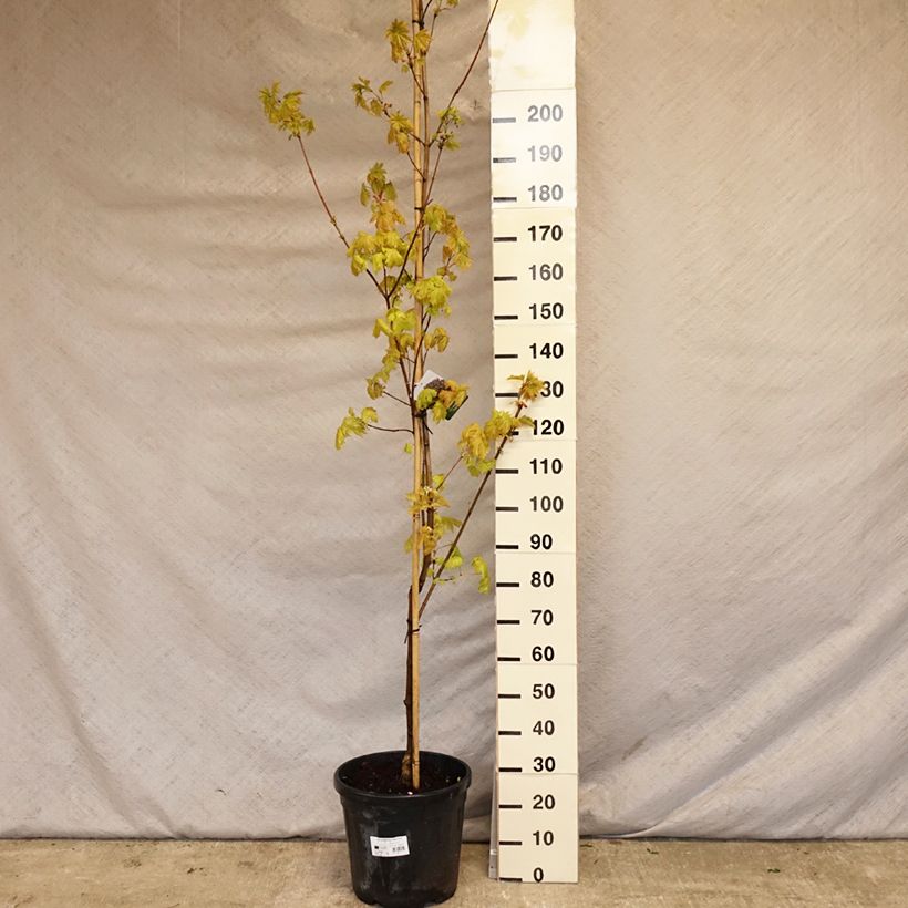 Exemplar von Spitz-Ahorn Royal Red - Acer platanoides Topf mit 7,5L/10L wie im Frühjahr geliefert