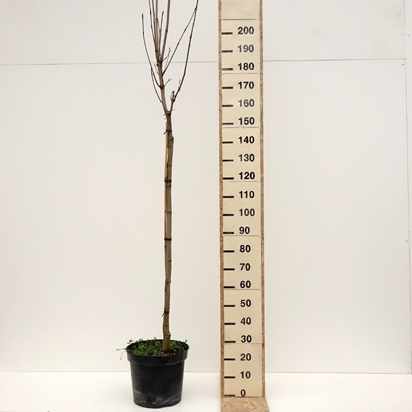 Exemplar von Spitz-Ahorn Stollii - Acer platanoides Topf mit 20L/25L, Stamm wie im Winter geliefert